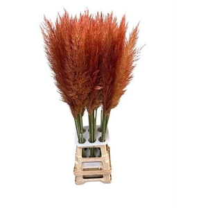 CORTA SE PUMILA COPPER BROWN