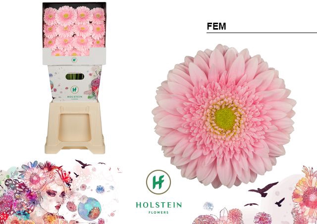 <h4>Gerbera Fem Diamond</h4>