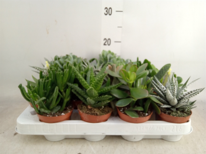 <h4>Crassula   ...mix</h4>