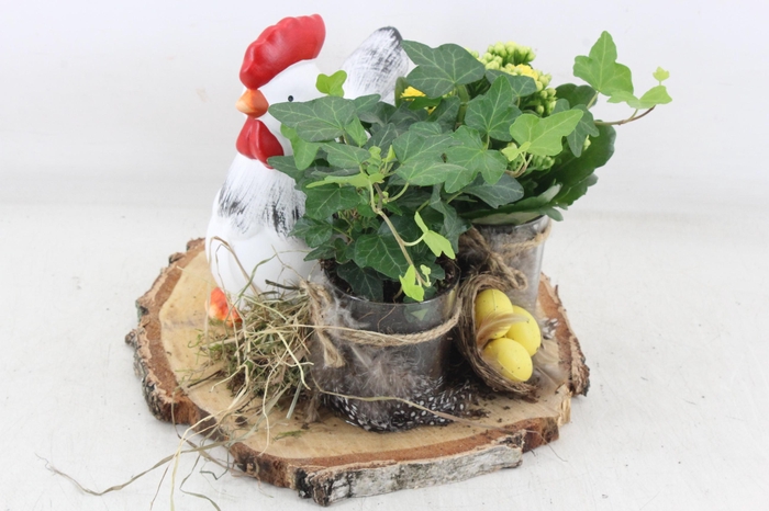 <h4>arr2 MB - Kip op schijf 2glas</h4>