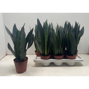 Sansevieria Dark Damiond 14Ø 50cm