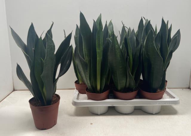 Sansevieria Dark Damiond 14Ø 50cm