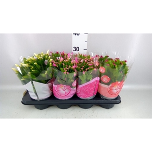 Schlumbergera   ...mix 3