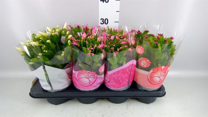 <h4>Schlumbergera   ...mix 3</h4>