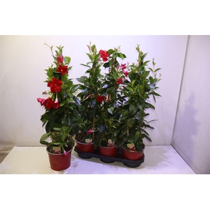 Mande Rio Grande Red