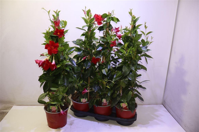 <h4>Mande Rio Grande Red</h4>