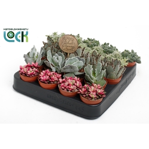 Growing Jewels Mix