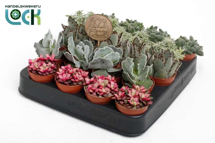 <h4>Growing Jewels Mix</h4>