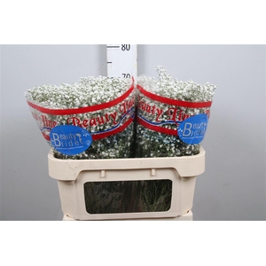 Gyps Pa Beauty Bride