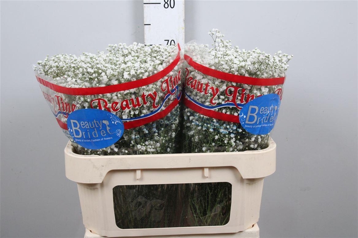 <h4>Gyps Pa Beauty Bride</h4>