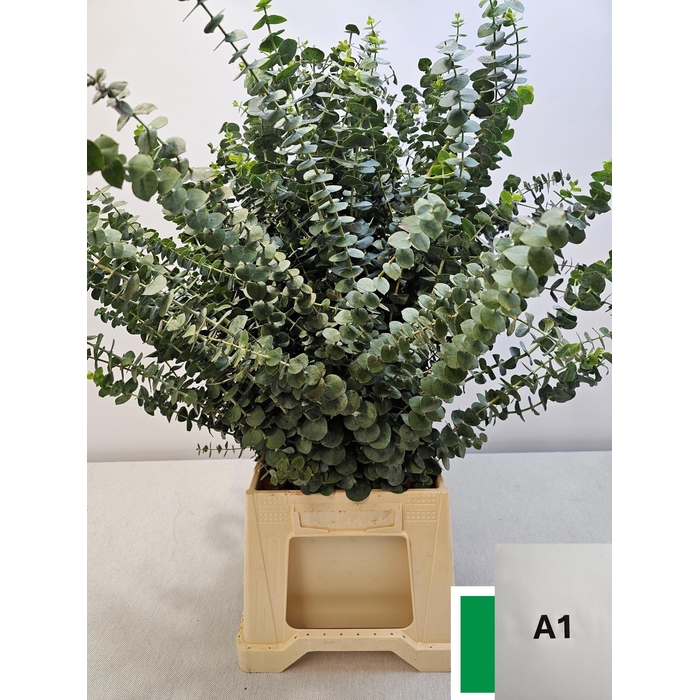 <h4>EUC BABY BLUE PB</h4>