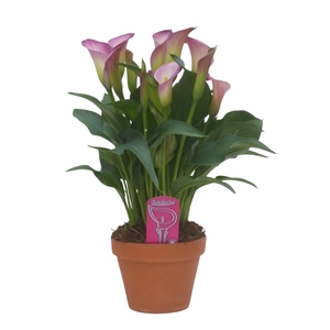 Zantedeschia Dynasty in stenen pot
