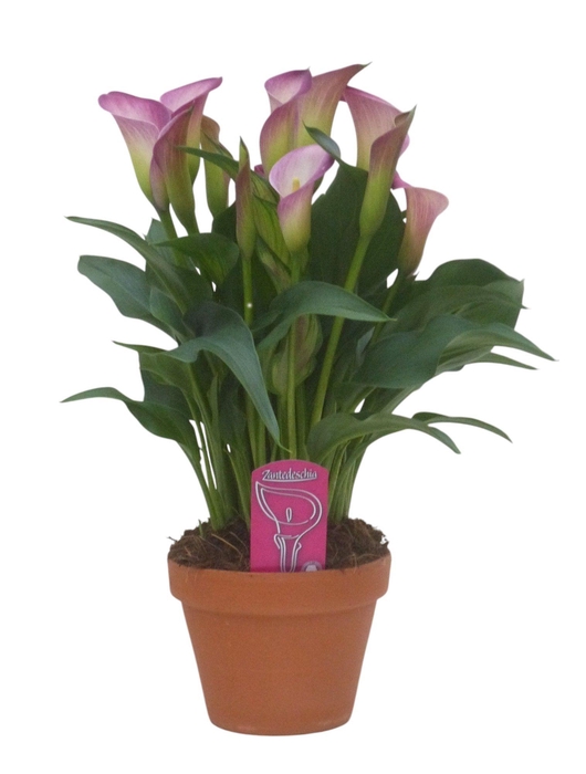 <h4>Zantedeschia Dynasty in stenen pot</h4>