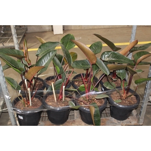 PHILODENDRON RUBRO P30