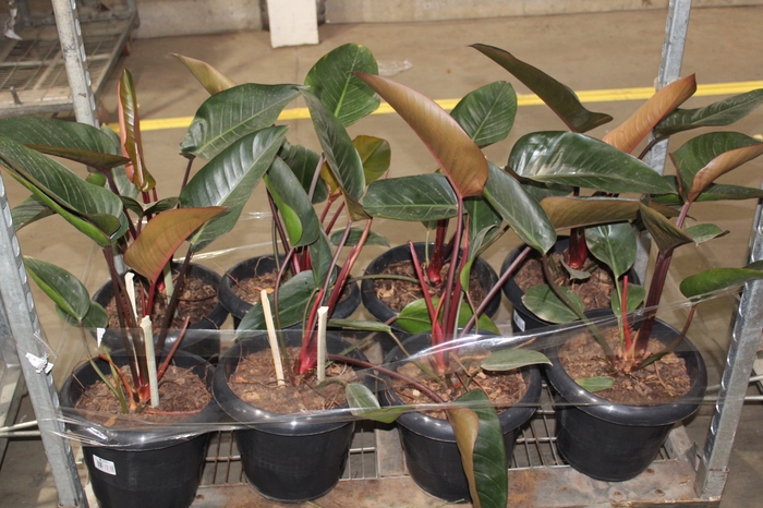 <h4>PHILODENDRON RUBRO P30</h4>