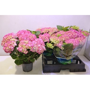 arr8 Hydr M Blauer Zwerg Pink