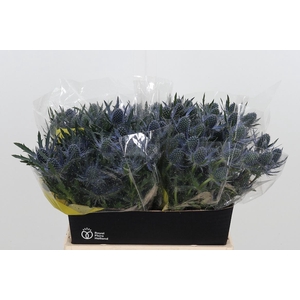 Eryn Orion Kl Bh Roze