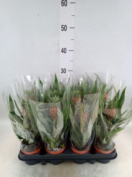 <h4>Ananas  'Rosita'</h4>