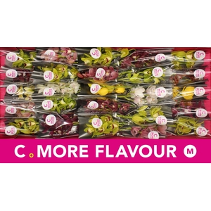 Mini cymbidium 'Mix 30' cm