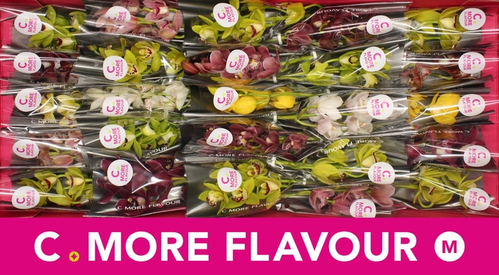 <h4>Mini cymbidium 'Mix 30' cm</h4>