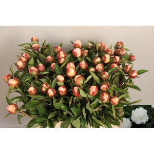 PAEO L GARDENIA