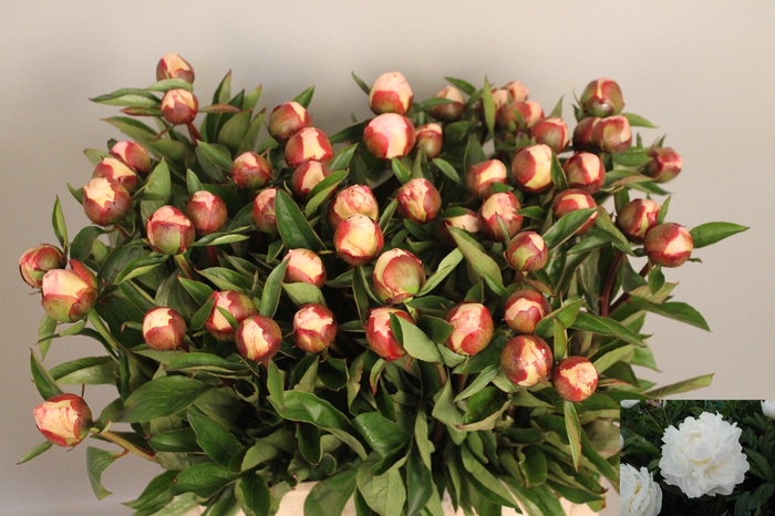 <h4>PAEO L GARDENIA</h4>