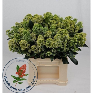 Skim J Frank Whit Bs