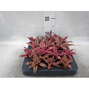 Cryptanthus   ...mix