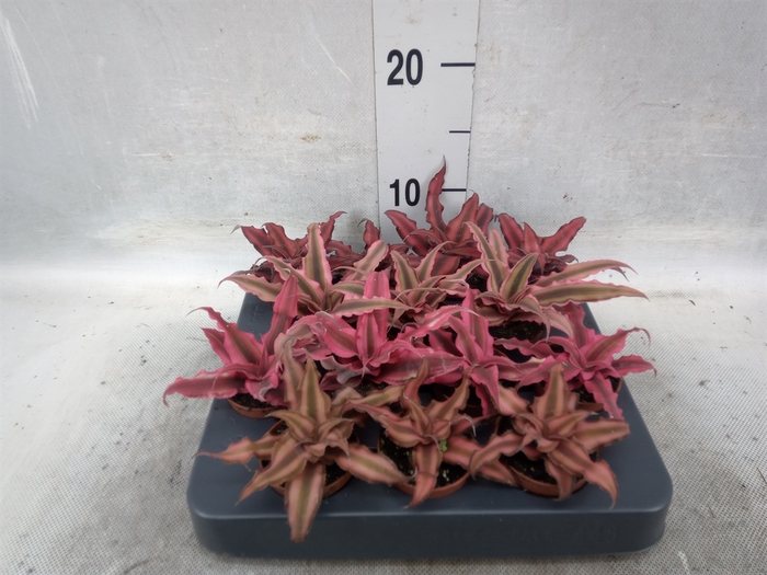 <h4>Cryptanthus   ...mix</h4>