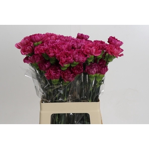 Dianthus St Bernard