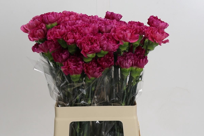 <h4>Dianthus St Bernard</h4>