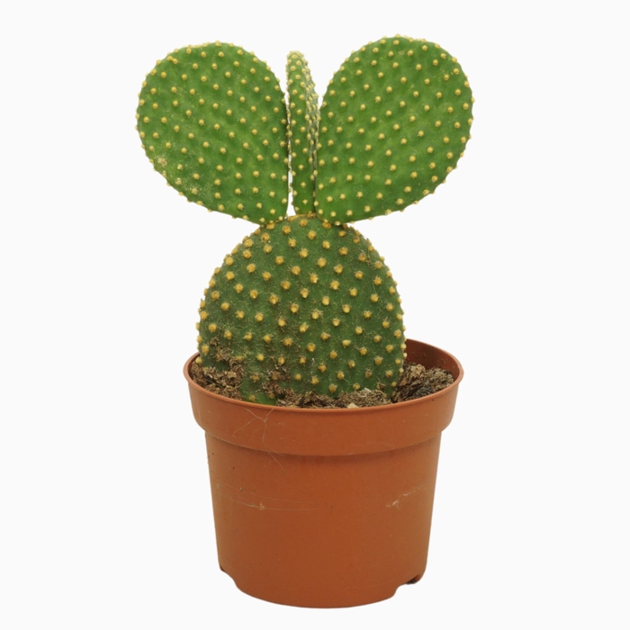 <h4>Opuntia microdasys var. Pallida</h4>