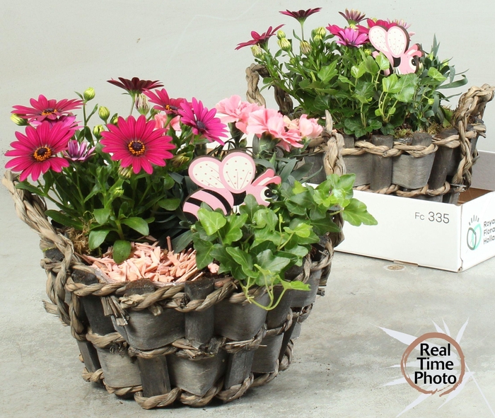 <h4>ARR TUINPLANTEN</h4>