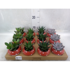 Arr.  Succulents L%