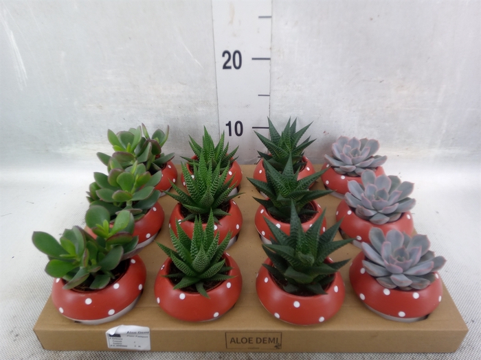 Arr.  Succulents L%