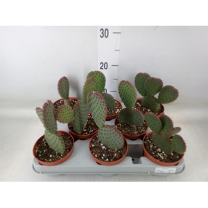Opuntia microdasys