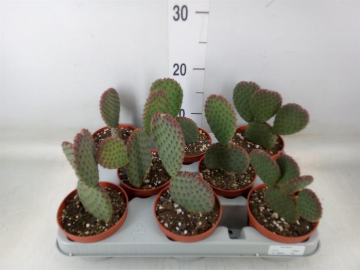 <h4>Opuntia microdasys</h4>