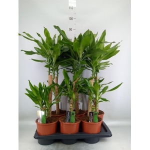 Dracaena frag. 'Steudneri'