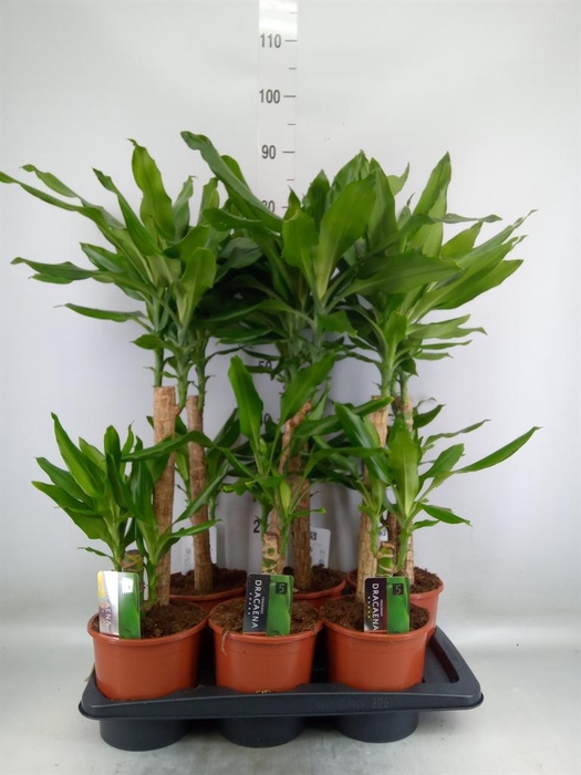 <h4>Dracaena frag. 'Steudneri'</h4>