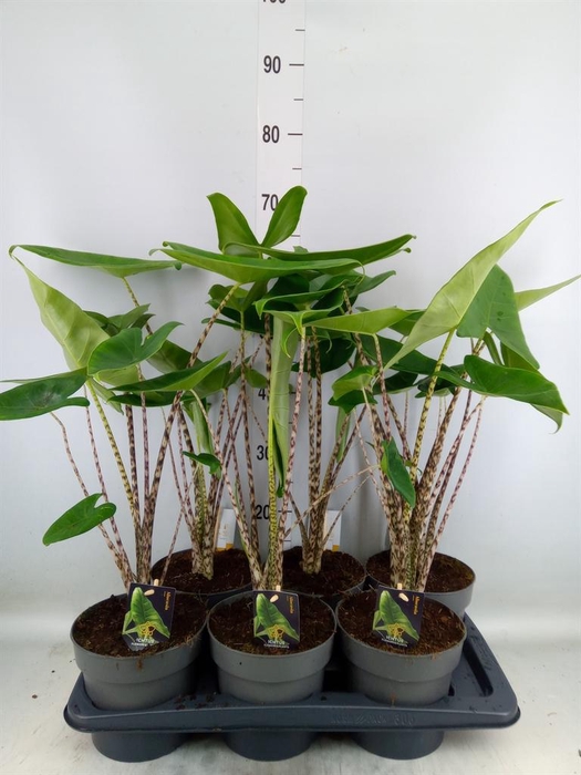 <h4>Alocasia zebrina</h4>
