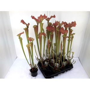 SARRACENIA OV