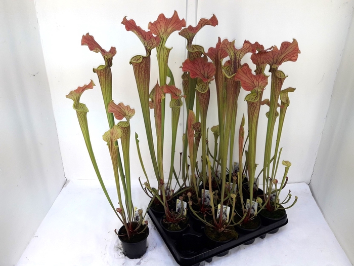 <h4>SARRACENIA OV</h4>