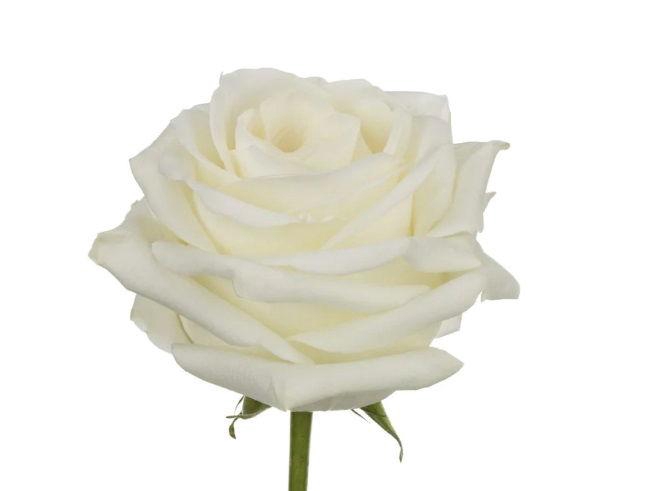 <h4>R GR POLARSTAR</h4>