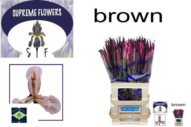 <h4>IRIS OV BROWN</h4>