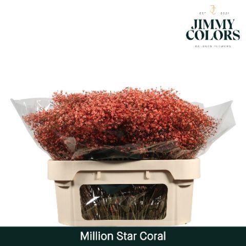 <h4>Gyps Million Star L70 Coral</h4>