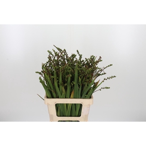 Crocosmia Klbl Met Bes