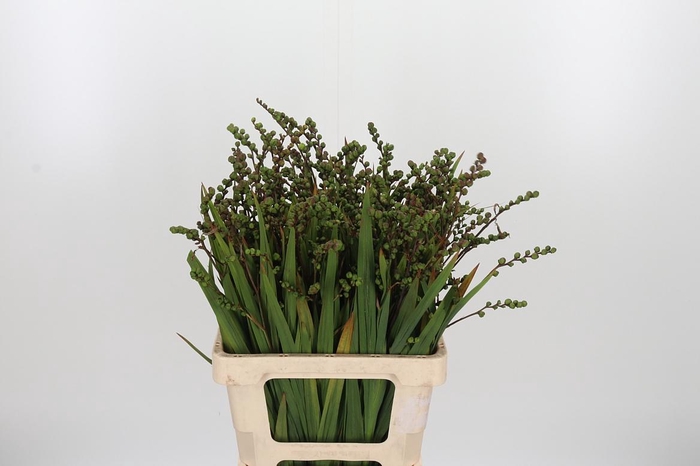 <h4>Crocosmia Klbl Met Bes</h4>