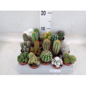 Cactus   ...mix