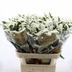 Statice Silvery Sun Birds | Heavy Quality