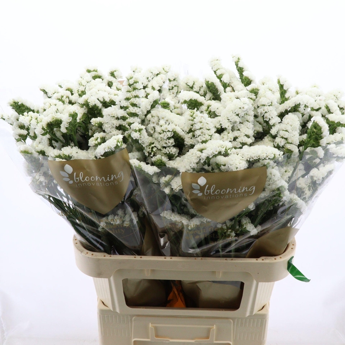 <h4>Statice Silvery Sun Birds | Heavy Quality</h4>